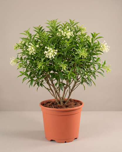 Night Blooming Jasmine in a large grow pot, front studio, Large