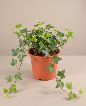 English Ivy in a 6-inch grow pot, front studio, Medium