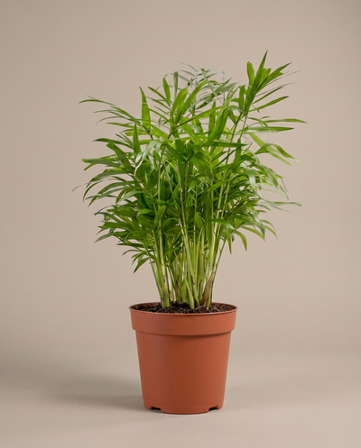 Areca Palm in a 6-inch grow pot, front studio, Medium