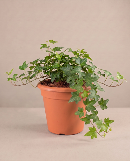 English Ivy in a 6-inch grow pot, three-quarter studio