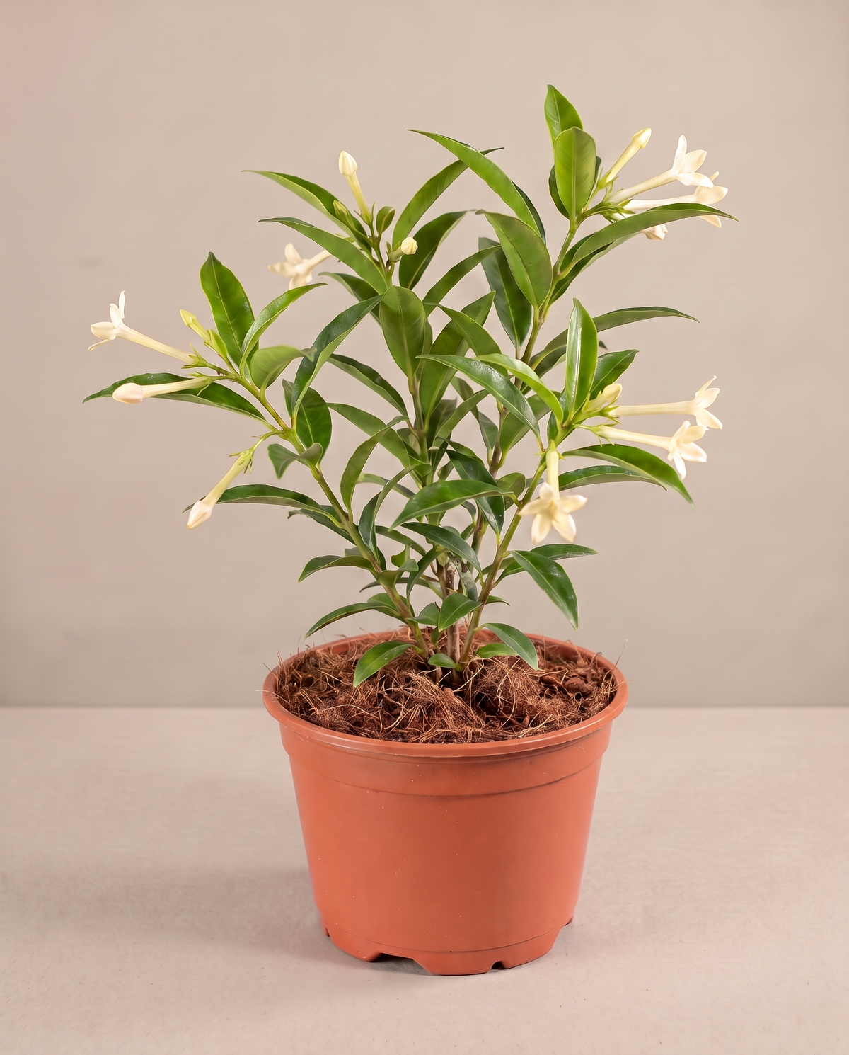 Night Blooming Jasmine in a 6-inch grow pot, three-quarter studio