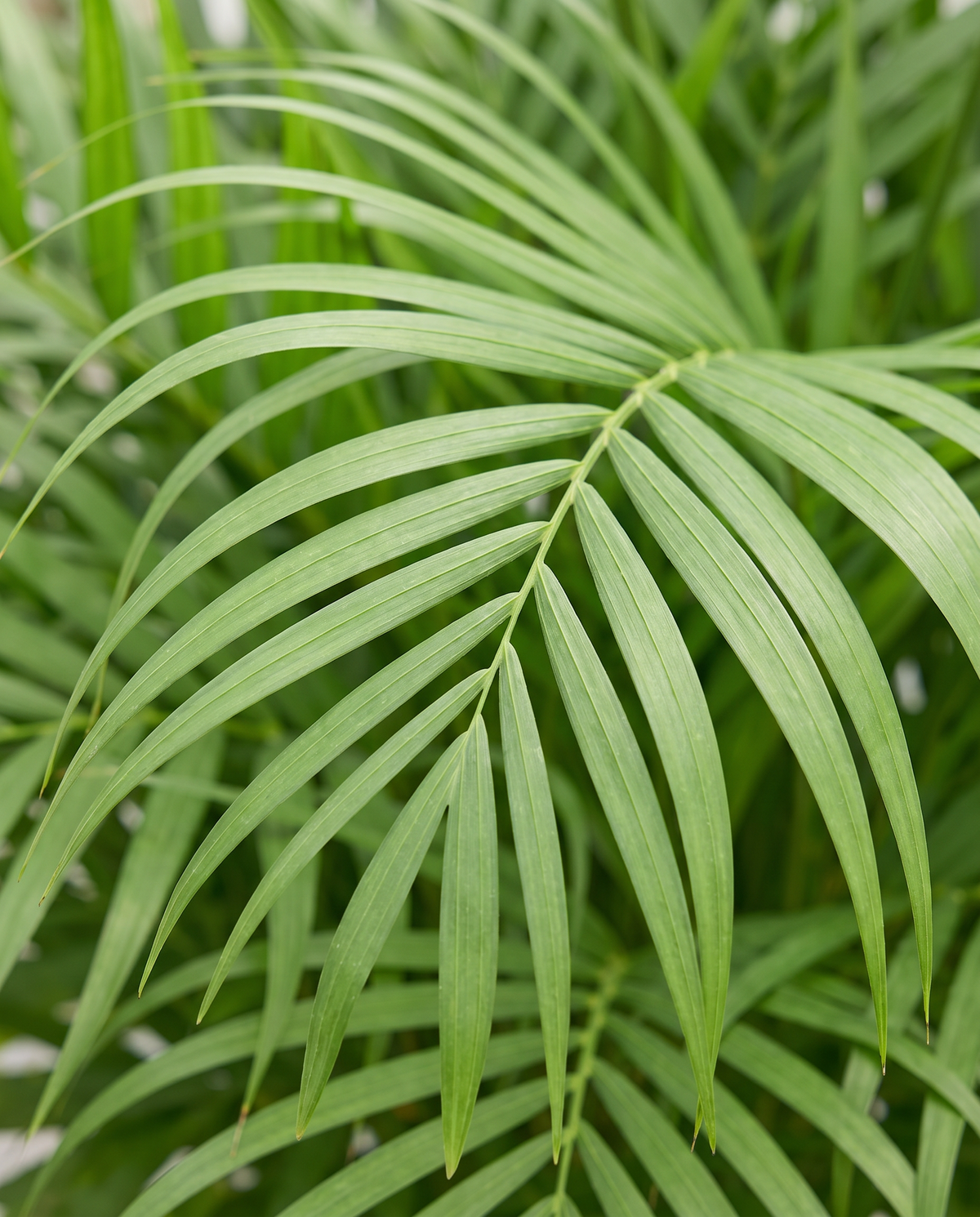 Areca Palm fronds, pinnate leaflets