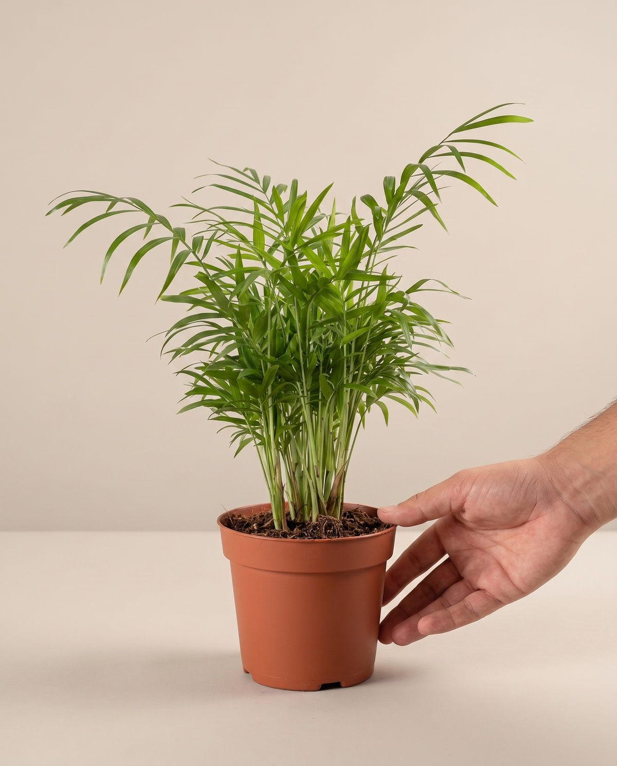 Areca Palm in a 6-inch grow pot, hand for scale