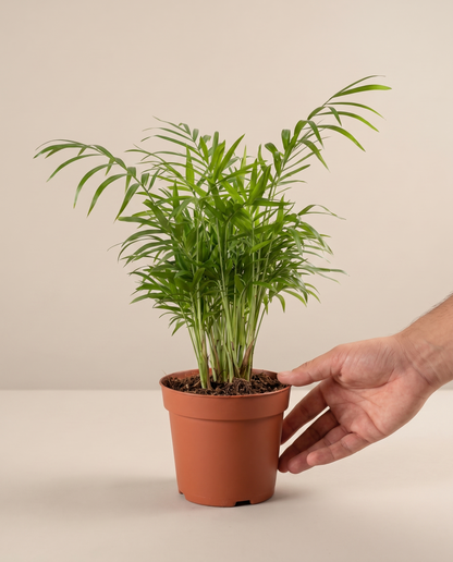 Areca Palm in a 6-inch grow pot, hand for scale