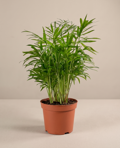 Areca Palm in a 6-inch grow pot, three-quarter studio