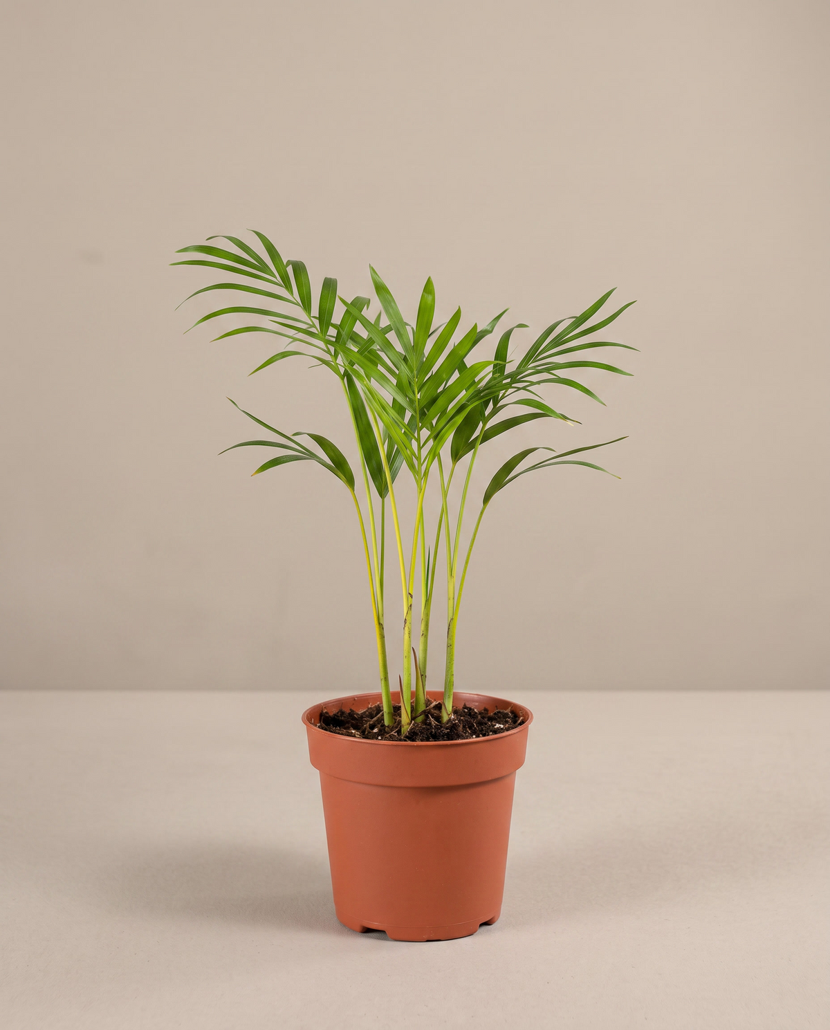 Areca Palm in a 4-inch grow pot, front studio, Small