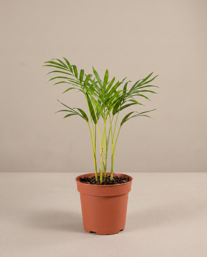 Areca Palm in a 4-inch grow pot, front studio, Small