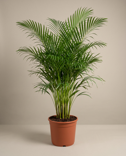 Areca Palm in a 12-inch grow pot, front studio, Extra large