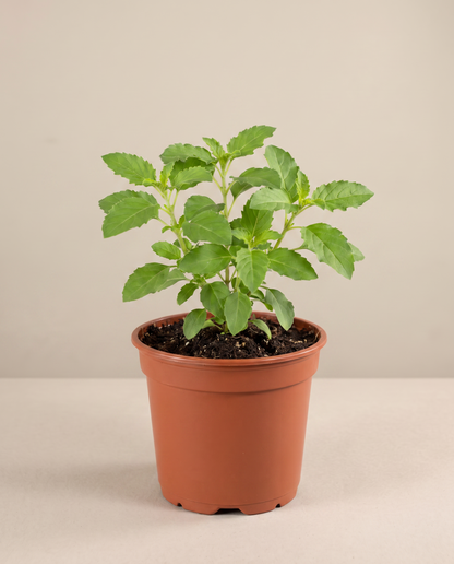 Holy Basil Tulsi in a 4-inch grow pot, front studio, Small