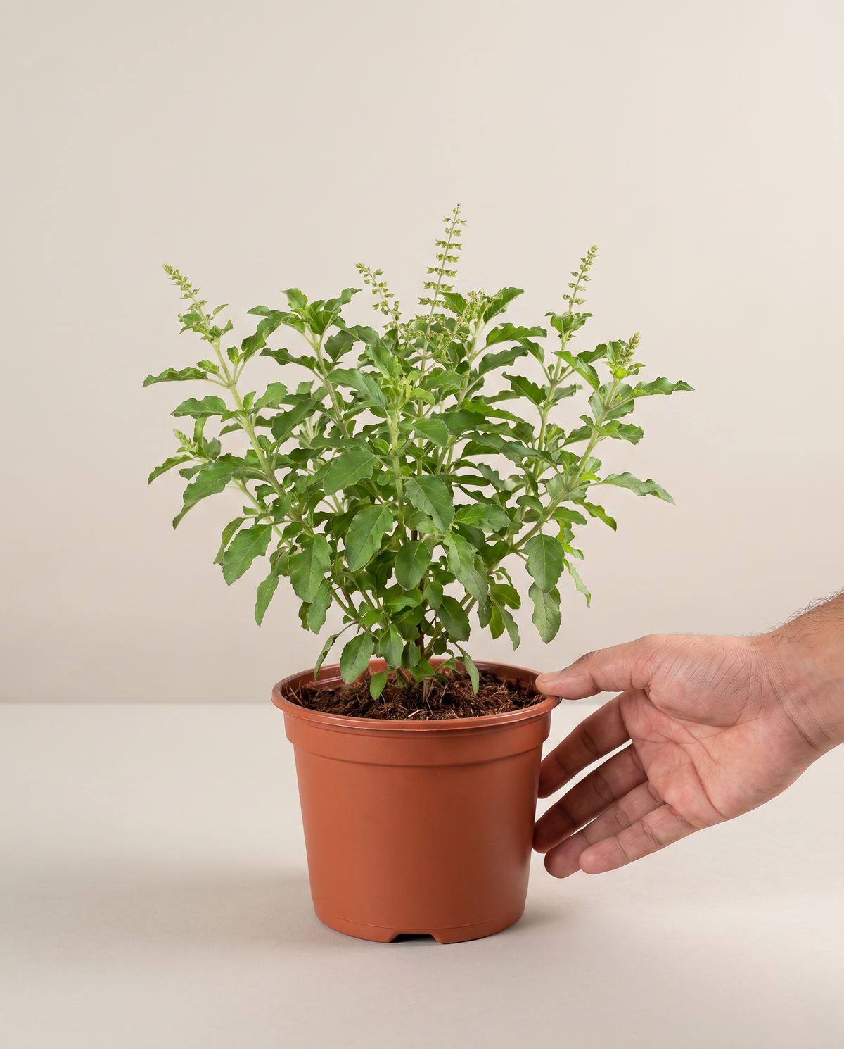 Holy Basil Tulsi in a 6-inch grow pot, hand for scale
