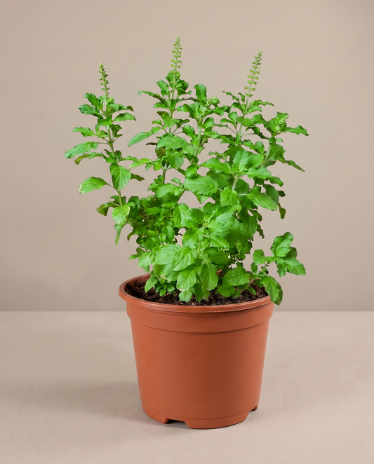 Holy Basil Tulsi in a 6-inch grow pot, front studio, Medium