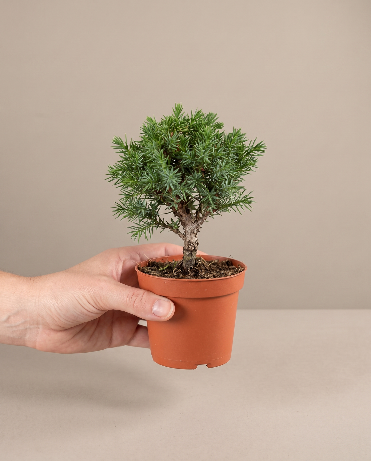 Juniper bonsai starter in a grow pot, hand for scale