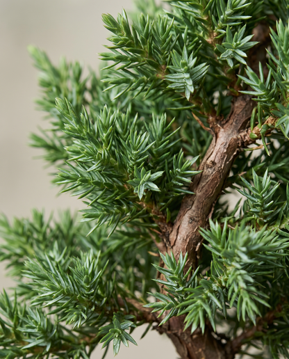 Juniper bonsai needles and bark, close-up