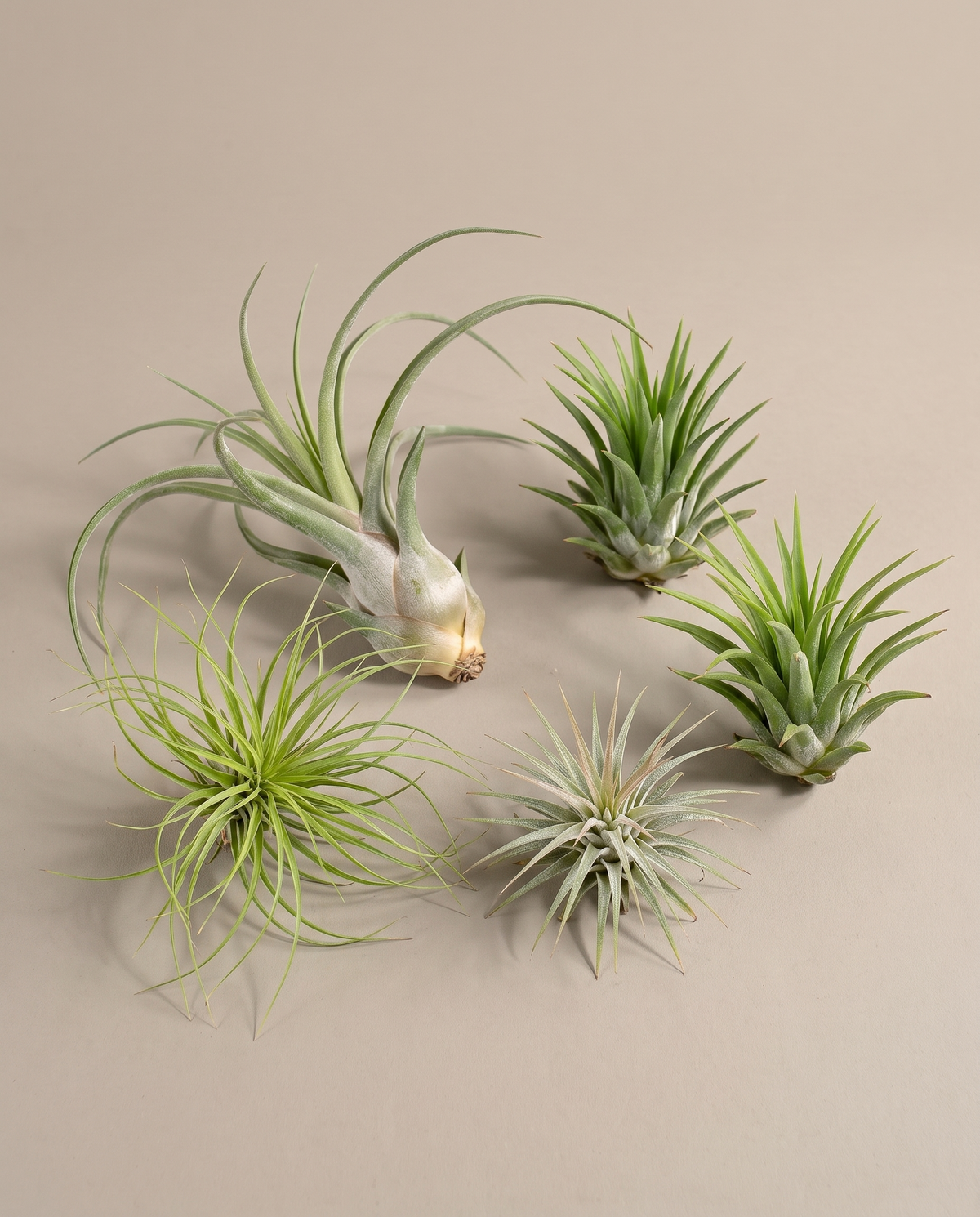 Air plant bundle, five mixed tillandsia, no pot