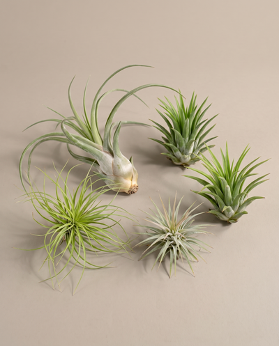 Air plant bundle, five mixed tillandsia, no pot