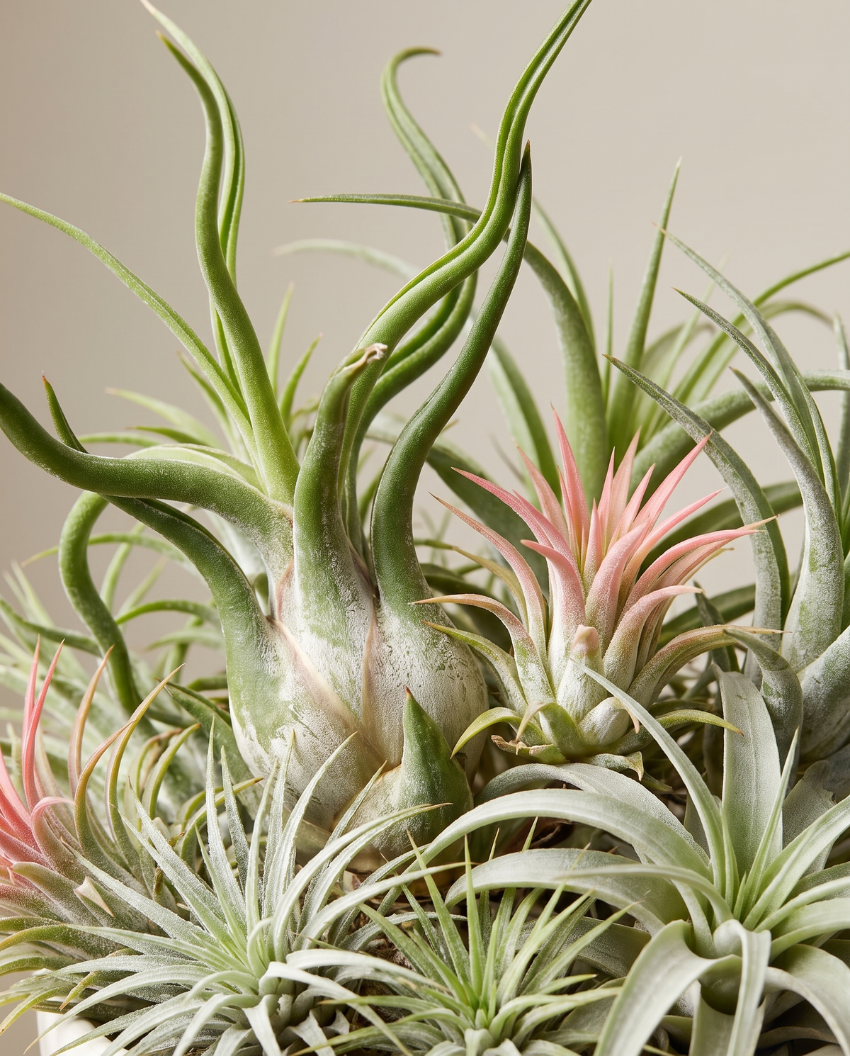 Air plant close-up, mixed tillandsia species