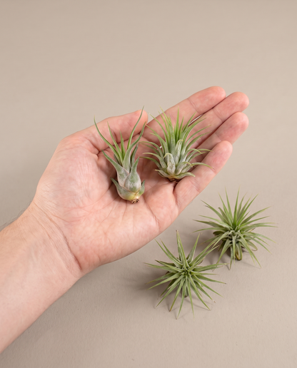 Air plants in hand for scale