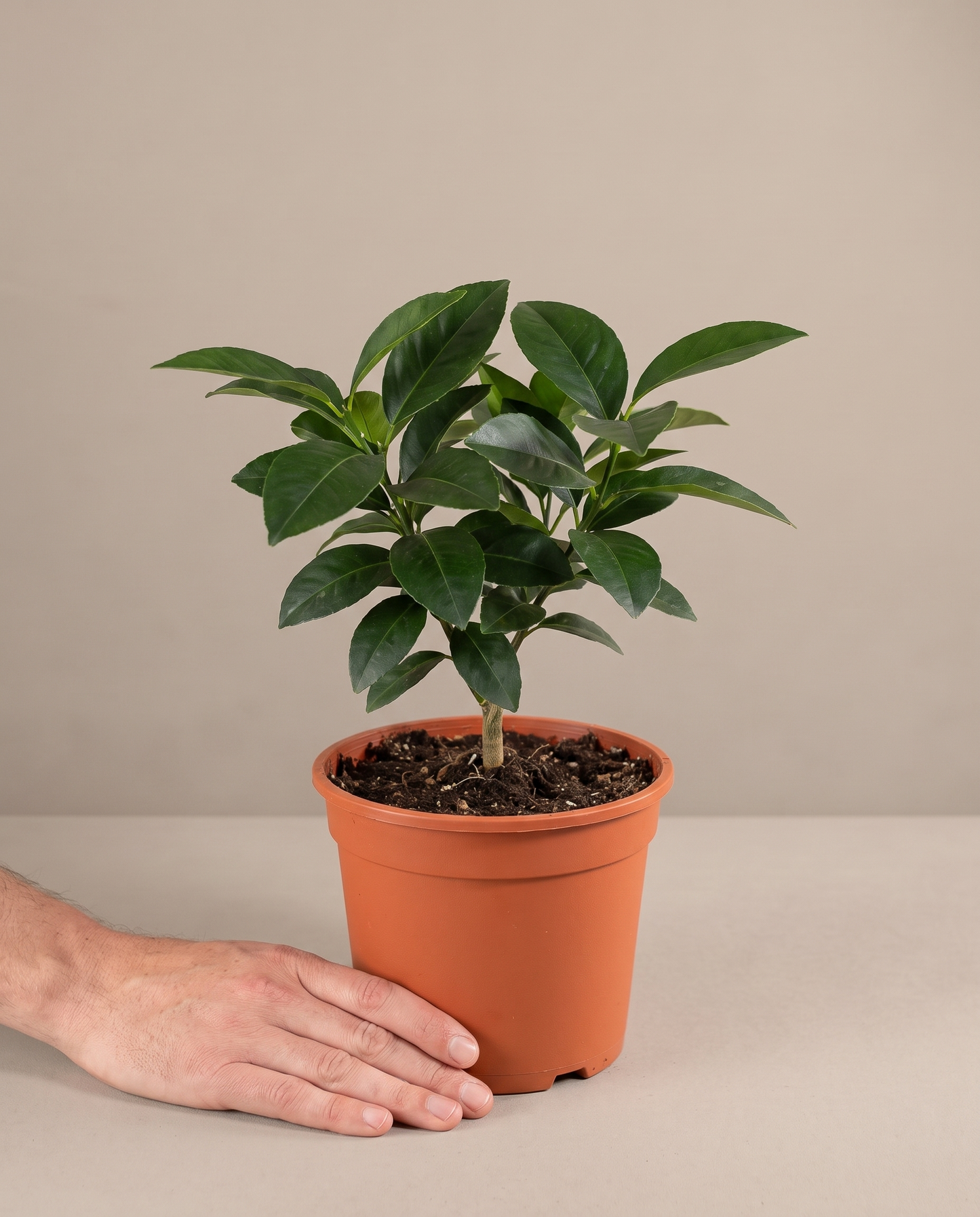 Meyer Lemon Tree in a grow pot, hand for scale, Small
