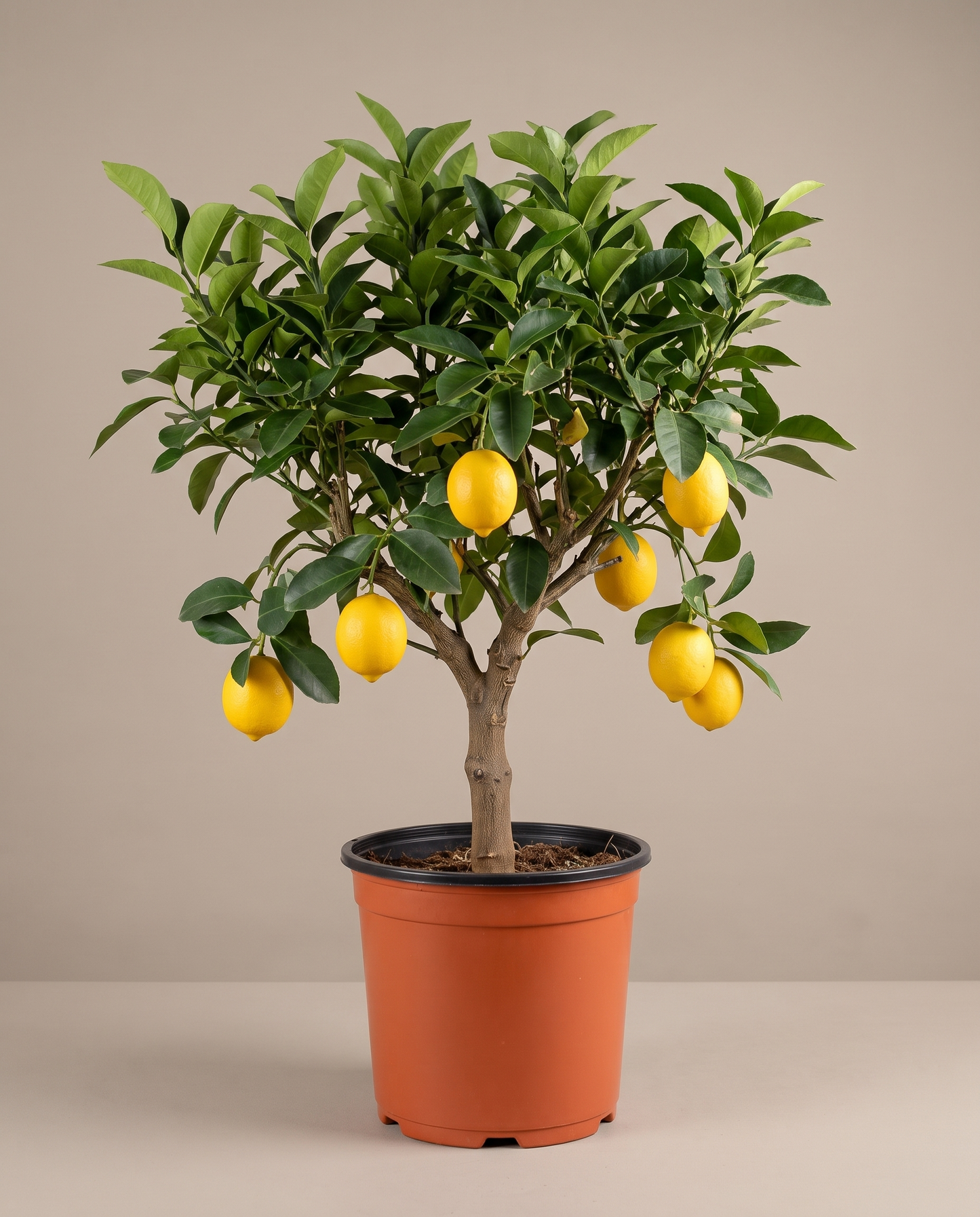 Meyer Lemon Tree in a 10-inch grow pot, front studio, Large