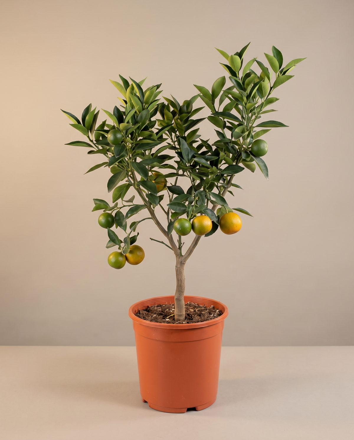 Orange tree in a 10-inch grow pot, three-quarter studio