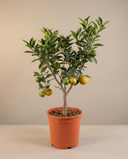 Orange tree in a 10-inch grow pot, three-quarter studio