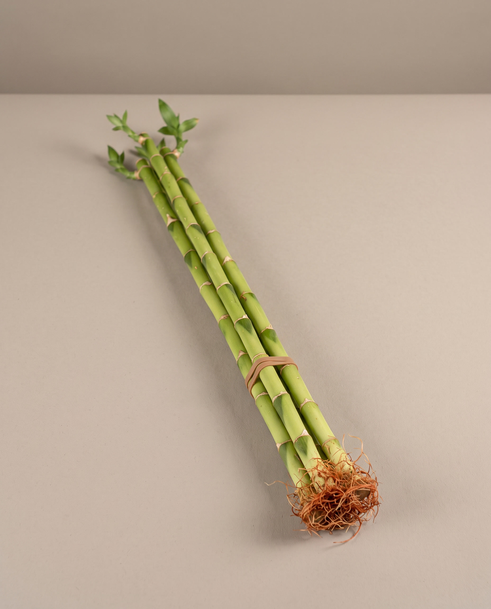Three-foot lucky bamboo, how it ships, three stalks no vase