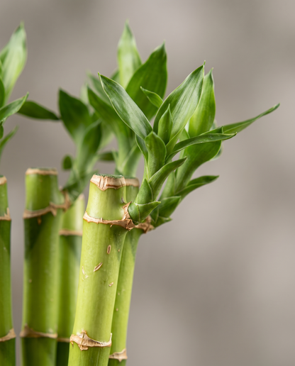 Lucky bamboo stalk and small leaves, close-up