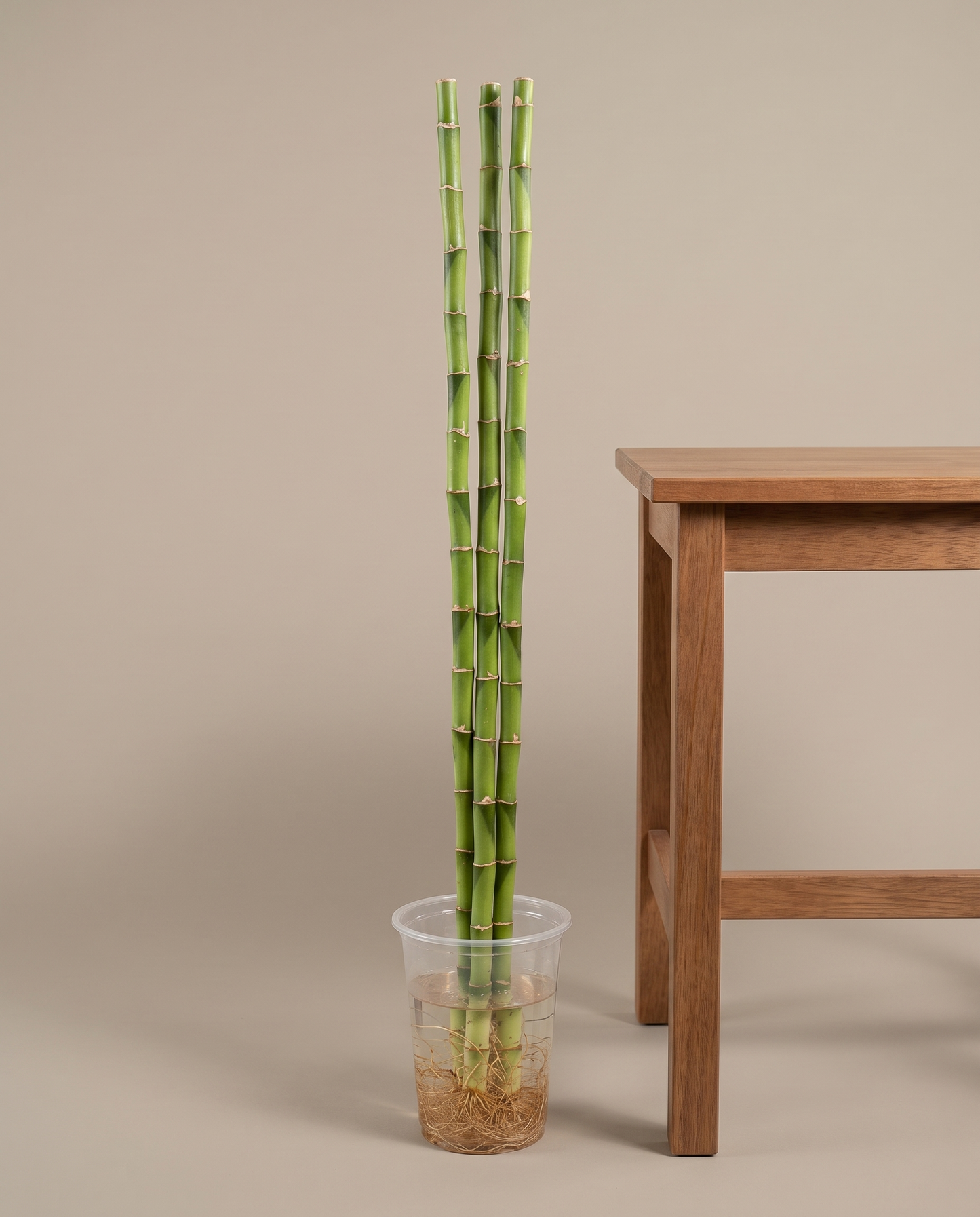 Three-foot lucky bamboo beside a stool for scale