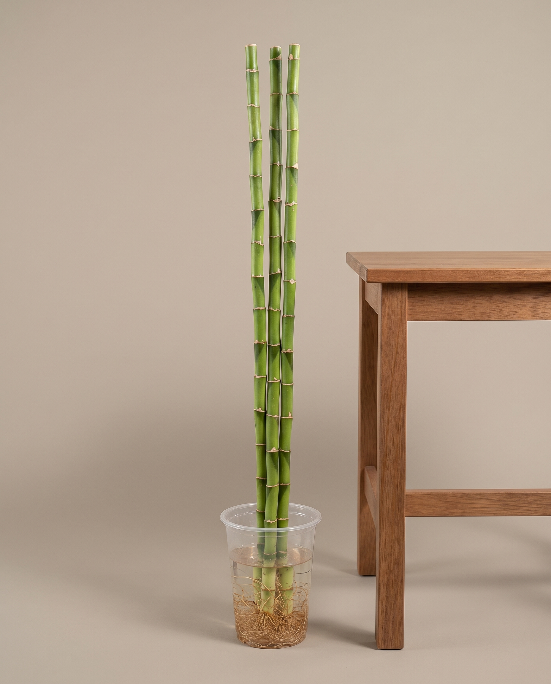 Three-foot lucky bamboo beside a stool for scale
