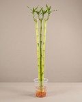 3 feet straight lucky bamboo small leaves ( bundle of three)vase not included
