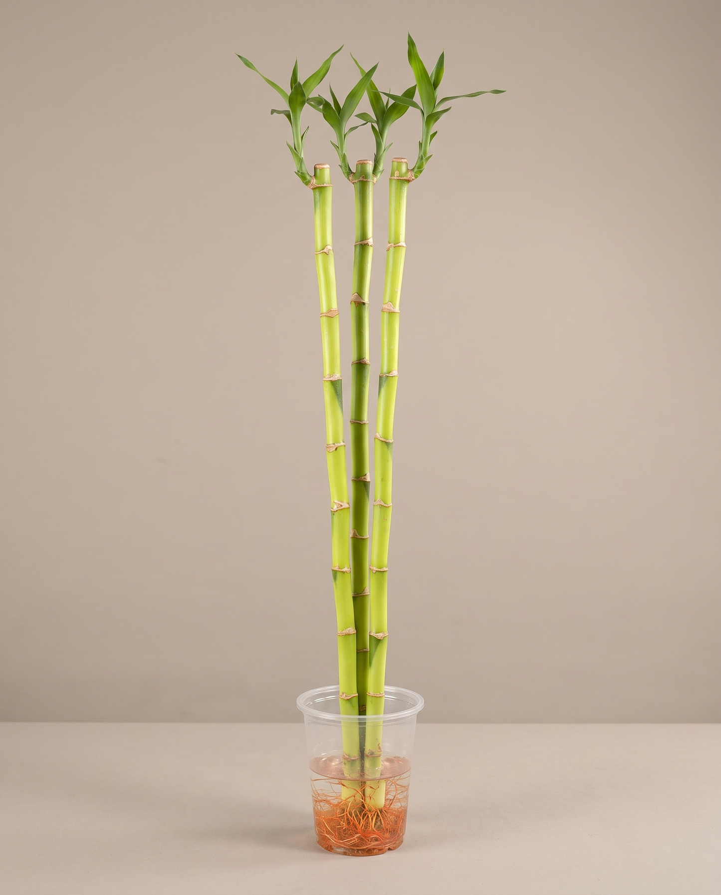 Three-foot lucky bamboo, three stalks in a nursery cup, vase not included