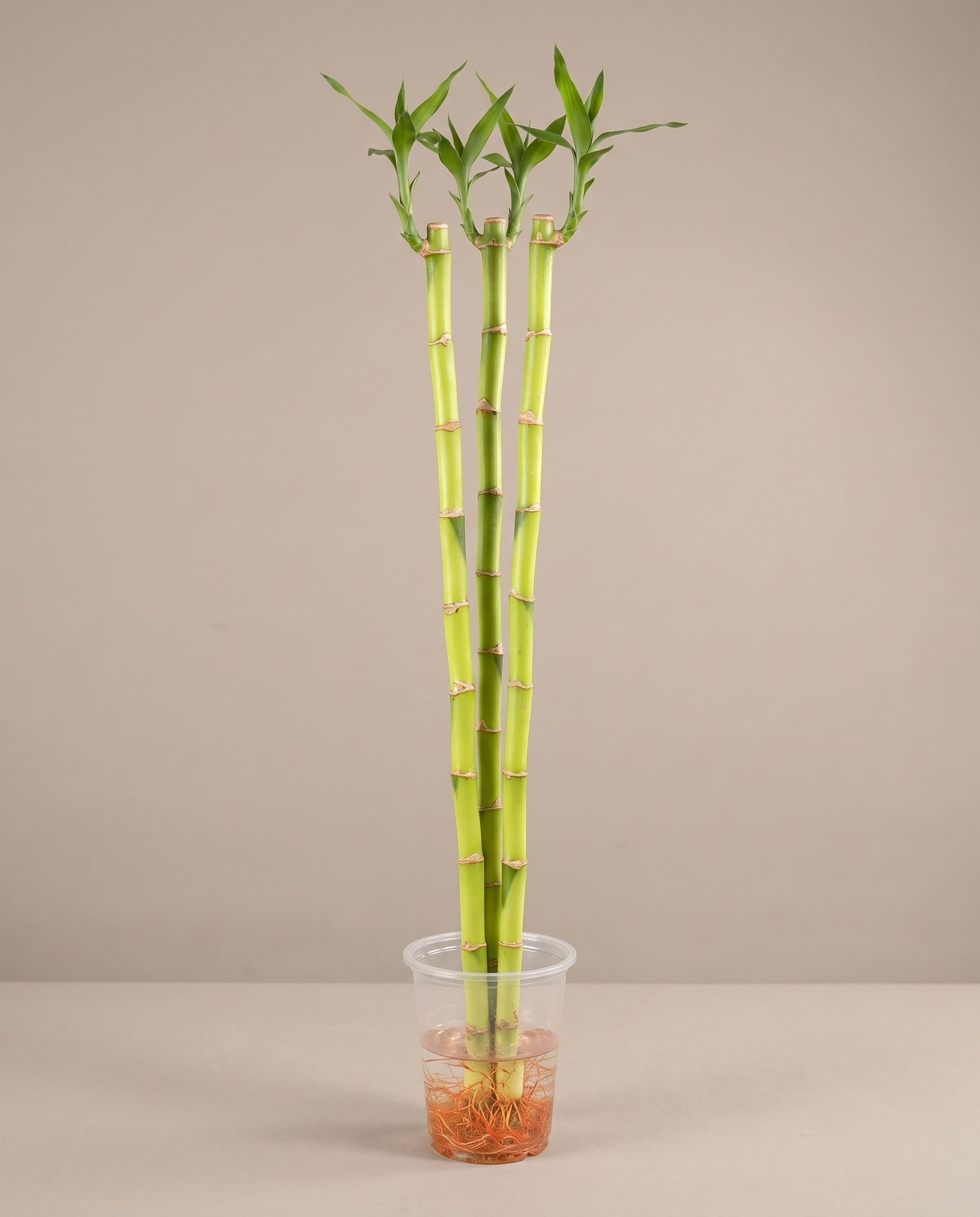 Three-foot lucky bamboo, three stalks in a nursery cup, vase not included