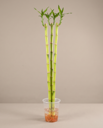 Three-foot lucky bamboo, three stalks in a nursery cup, vase not included