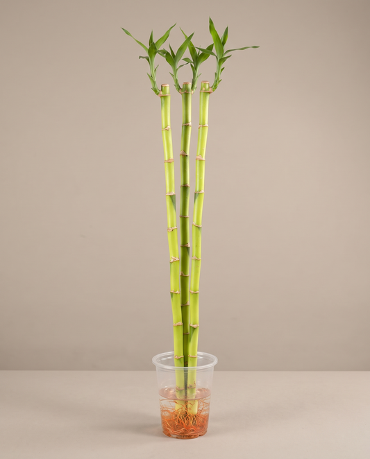 Three-foot lucky bamboo, three stalks in a nursery cup, vase not included