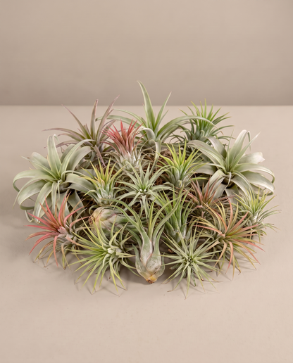 Air plant bundle, twenty mixed tillandsia, no pot