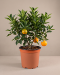 Orange 10”(citrus Navel/Owari  Mandarin/Blood orange)