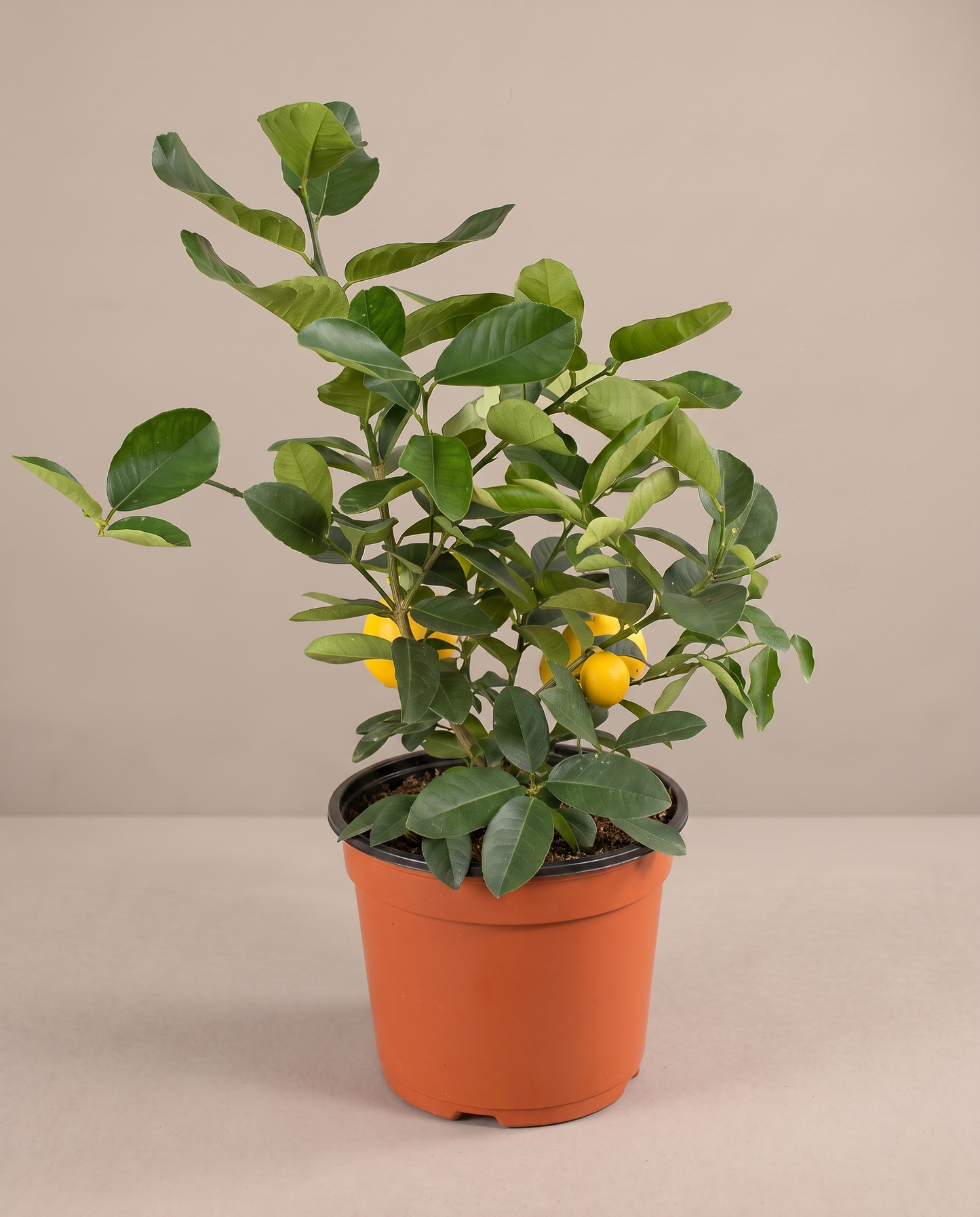 Meyer Lemon Tree in a grow pot, three-quarter studio