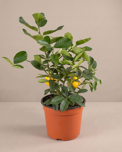 Meyer Lemon Tree in a grow pot, three-quarter studio