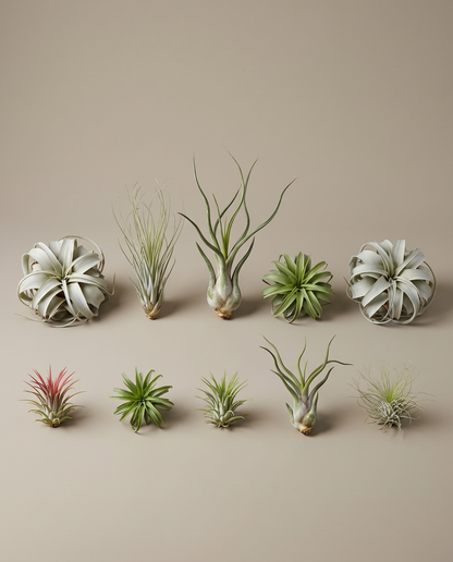 Air plant bundle, ten mixed tillandsia, no pot