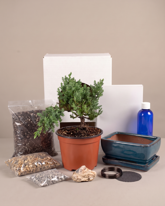 Juniper Bonsai Starter Kit, tree in grow pot with included ceramic pot and supplies