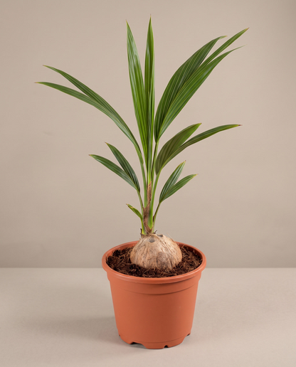 Coconut plant in a grow pot, three-quarter
