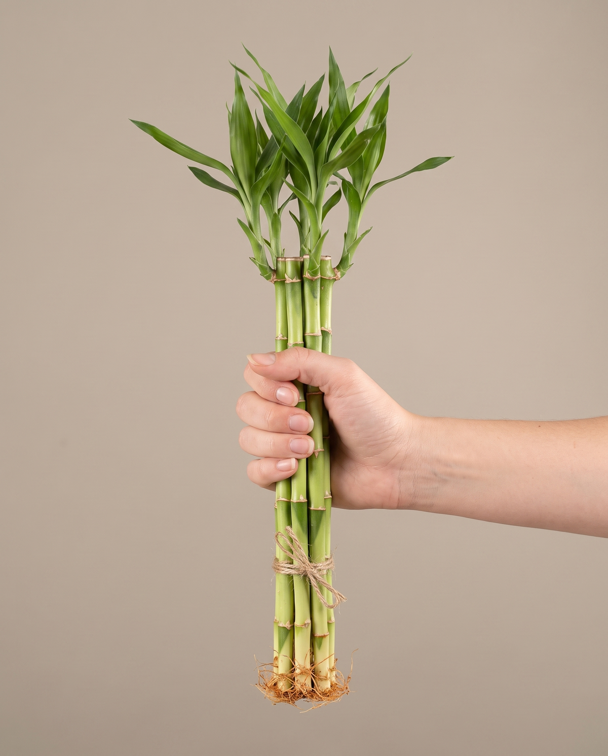 Lucky bamboo 10 inch bundle, hand for scale