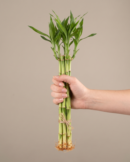 Lucky bamboo 10 inch bundle, hand for scale