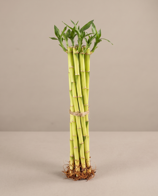 Lucky Bamboo Dracaena, 10 inch bundle of 10 stalks, no vase