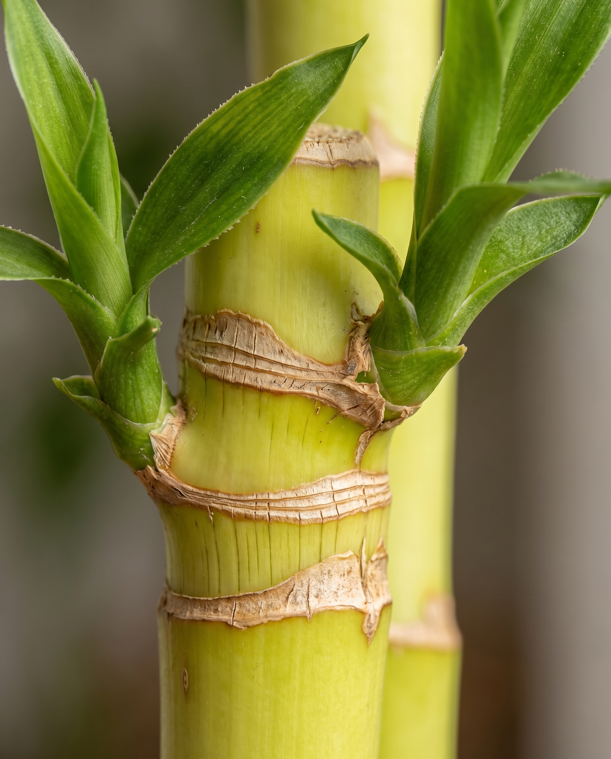 Lucky bamboo cane and leaves, close-up