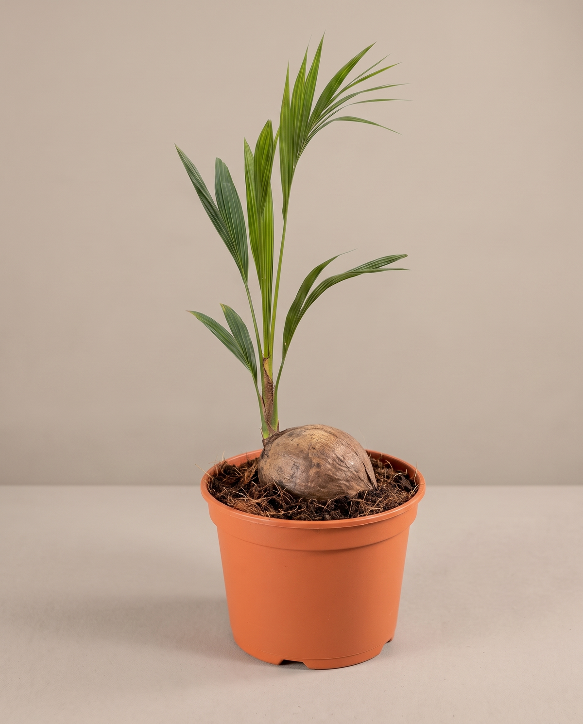 Coconut plant in a 10 inch grow pot, front studio