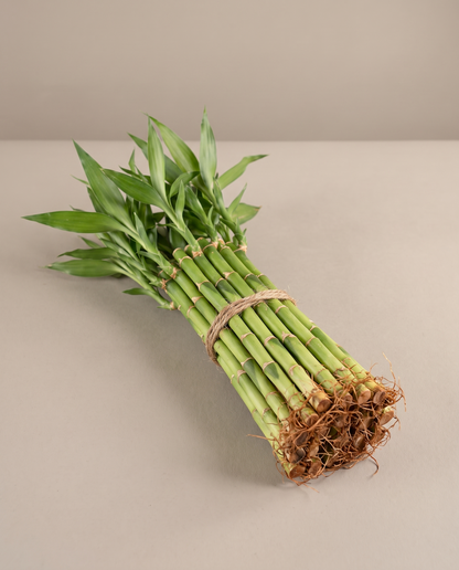 Lucky bamboo 10 inch bundle as it ships, no vase