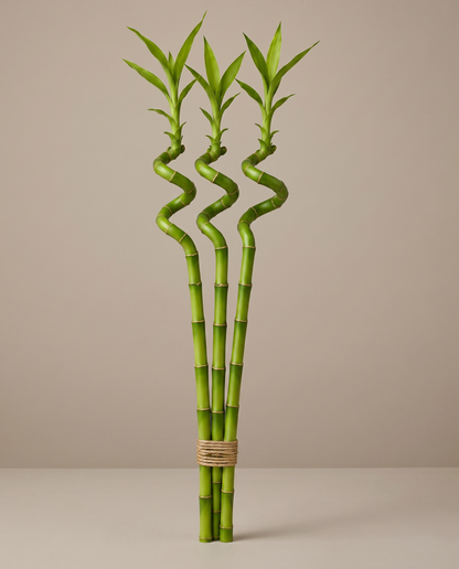 Lucky bamboo spiral, 24 inch bundle of three, no vase