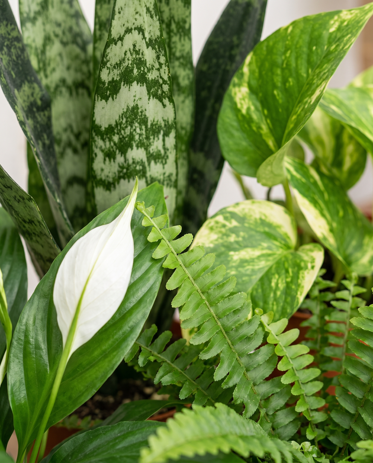 Tropical houseplant mix, close-up