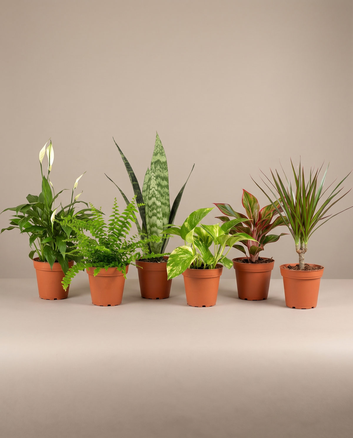 Tropical houseplant 6-pack in grow pots, front studio